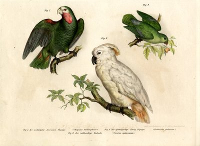 Pappagallo Testabianca, 1864 da German School
